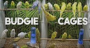 Bird Cage | Cage for Budgies to be Happy
