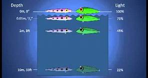 Fishing Lure Color Selection (Part 1). How Colors Look Underwater