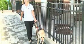 Seeing Eye Dogs Helping Visually Impaired With Social Distancing