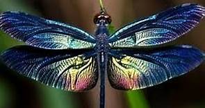 14 datos curiosos sobre las libélulas