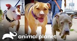 ¿Cuál de estos hermosos Pit Bulls adoptarías? | Pit bulls y convictos | Animal Planet