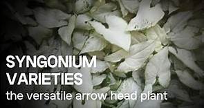 Syngonium Varieties: The Versatile Arrowhead Plants