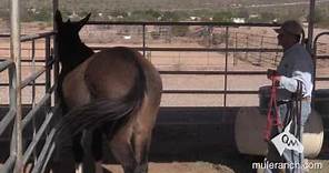 Owning a Mule How to Approach Your Mule