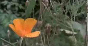 La Escafandra y la Mariposa Trailer pelicula completla (español y subtitulada)