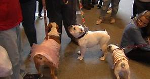 America on Wheels hosts 13th annual Bulldog Beauty Contest