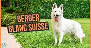 La race de chien Berger Blanc Suisse