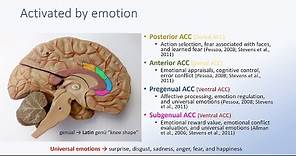 Anterior Cingulate Cortex and Emotion