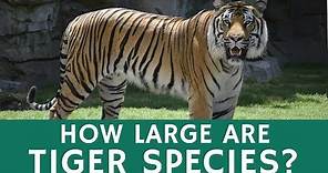 How Big are Tigers? Bengal Tiger as One of the Largest Terrestrial Predators