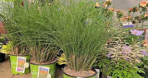 Miscanthus WorryFree® Scout™ (Maiden Grass) // NON-INVASIVE ornamental Maiden Grass.