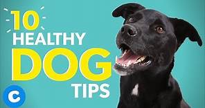 10 Healthy Dog Tips to Help Your Dog Live Longer | Chewy