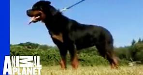 Rottweiler | Dogs 101