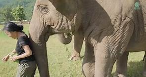 Three Elephants That Have Strong Relationships With Human - ElephantNews