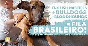 The Fila Brasileiro (Brazilian Mastiff) 101