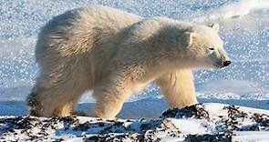 ▷ Oso Polar » Características, Alimentación, Hábitat, Reproducción, Depredadores