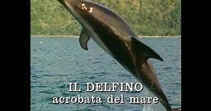 Il delfino: acrobata del mare