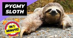 Pygmy Three-toed Sloth 🦥 The World's Smallest Sloth | 1 Minute Animals
