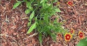 How to Deadhead Coreopsis