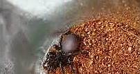 Feeding The Deadly Sydney Funnelweb Spider 4 (Atrax Robustus )