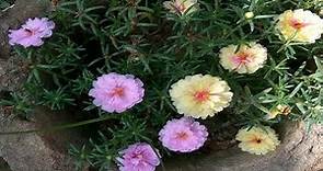 Amazing Time Lapse film of Moss Roses Blooming part 2