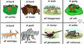 Collective Nouns Words for Groups of People Animals Things | List of Collective Nouns For Class 1 2