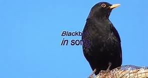song of the Blackbird