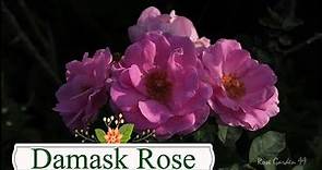 The Damask Rose Flower -- One of the world's most ancient rose plant -- Paneer Rose Plant