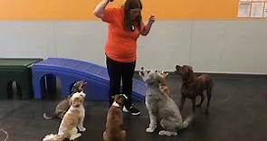 Dogtopia - Obedience Training