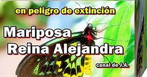 Mariposa Reina Alejandra en peligro de extinción