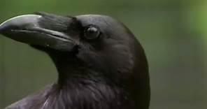 The Raven: Stealing, Spying and Bluffing | Extraordinary Animals | BBC Earth