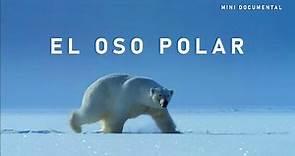 El Oso Polar | Mini Documental