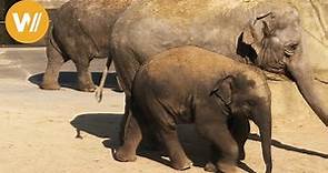 Elefant | Unsere Tierwelt (Kurze Tierdokumentation)