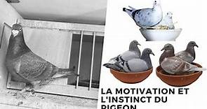 La motivation et l'instinct du pigeon