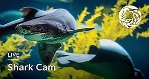 Live Shark Cam - Monterey Bay Aquarium