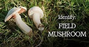 How to Identify the Field Mushroom (Agaricus Campestris)