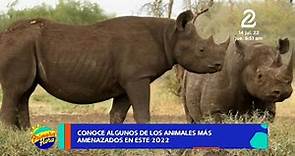 Animales en peligro de extinción del 2022
