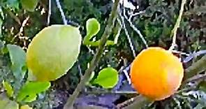 Árbol de dos frutos distintos: limón y naranja