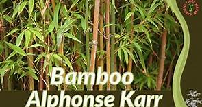 BAMBOO ALPHONSE KARR Information and Growing Tips! (Bambusa multiplex)