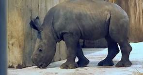 Rinoceronte-branco nasce em cativeiro na França