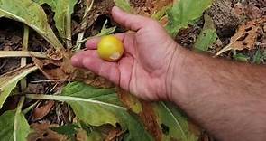 Mandrake Fruits - How I Eat - Mandragora officinarum Rare Fruit Plant