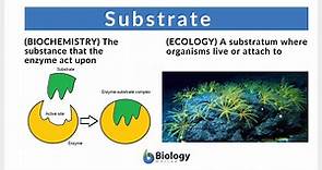 Substrate - Definition and Examples - Biology Online Dictionary