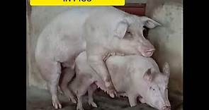 How to know when a pig( sow/gilt )is on heat/ pregnancy/farrowing process in pig/after care.