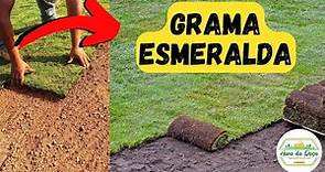 GRAMA ESMERALDA | Saiba como plantar CORRETAMENTE tapetes e pedaços de grama