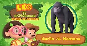 Gorila de Montaña (Español) - ¡Gigantes Fuertes, Sociales y Amables! | Animación - Familia - Niños