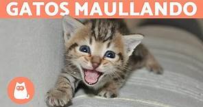 Los mejores MAULLIDOS de GATOS 🐱 ¡Gatos MAULLANDO mucho y fuerte! 🐾