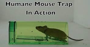 Humane Mouse Trap In Action - Full Review With Real Mice & Motion Cameras