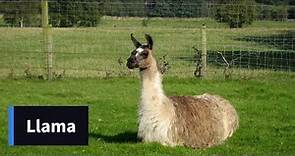 Llama || Wonderful and amazing animals