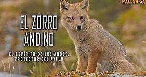 ZORRO ANDINO: EL ESPÍRITU DE LOS ANDES, PROTECTOR DEL AYLLU!