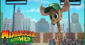Baseball Game Craziness | Madagascar a Little Wild