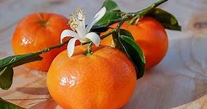 Come coltivare e potare il mandarino in vaso