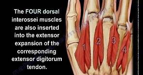 Interosseous Muscles Of The Hand Anatomy - Everything You Need To Know - Dr. Nabil Ebraheim